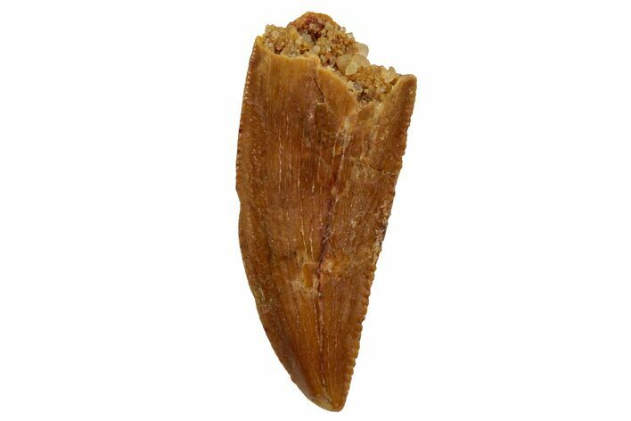 Serrated, Raptor Tooth - Real Dinosaur Tooth #255883